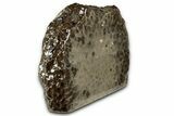 Free-Standing, Petoskey Stone (Fossil Coral) Section - Michigan #356976-2